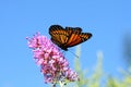 Viceroy Butterfly Royalty Free Stock Photo