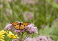 Viceroy Butterfly Royalty Free Stock Photo