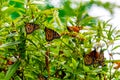 Viceroy butterfly on colourful flowers. West Lynn Creek Auckland New Zealand Royalty Free Stock Photo