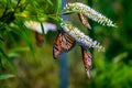 Viceroy butterfly on colourful flowers. West Lynn Creek Auckland New Zealand Royalty Free Stock Photo