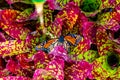 Viceroy butterfly on colourful flowers. West Lynn Creek Auckland New Zealand Royalty Free Stock Photo