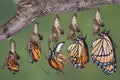 Viceroy butterfly emerging