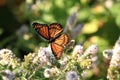 Viceroy Butterfly