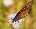 A Viceroy Butterfly Feeds on a Wildflower Royalty Free Stock Photo