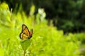 Viceroy Butterfly Limenitis archippus Royalty Free Stock Photo