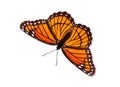 Viceroy butterfly (Limenitis archippus) Royalty Free Stock Photo