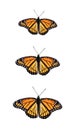 Viceroy Butterfly Limenitis archippus Royalty Free Stock Photo