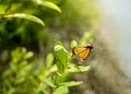 Viceroy Butterfly Limenitis archippus Royalty Free Stock Photo