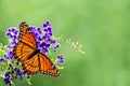 Viceroy butterfly (Limenitis archippus) Royalty Free Stock Photo