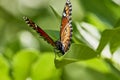 Viceroy butterfly, Limenitis archippus with closed wings on green leaf.