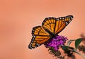 Viceroy butterfly (Limenitis archippus) feeding on butterfly bush Royalty Free Stock Photo