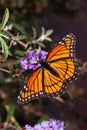 Viceroy butterfly (Limenitis archippus) Royalty Free Stock Photo