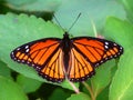 Viceroy Butterfly (Limenitis archippus) Illinois Royalty Free Stock Photo