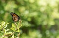 Viceroy Butterfly, Limenitis archippus, side profile Royalty Free Stock Photo