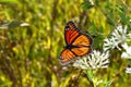 Viceroy Butterfly Limenitis archippus Royalty Free Stock Photo