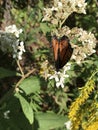 Viceroy Butterfly - Limenitis archippus on White Virginia Crownbeard Wildflower - Verbesina virginica