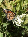 Viceroy Butterfly - Limenitis archippus on White Virginia Crownbeard Wildflower - Verbesina virginica