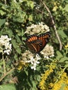 Viceroy Butterfly - Limenitis archippus on White Virginia Crownbeard Wildflower - Verbesina virginica Royalty Free Stock Photo