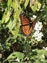 Viceroy Butterfly - Limenitis archippus on White Virginia Crownbeard Wildflower - Verbesina virginica