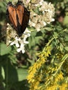 Viceroy Butterfly - Limenitis archippus on White Virginia Crownbeard Wildflower - Verbesina virginica Royalty Free Stock Photo