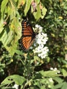 Viceroy Butterfly - Limenitis archippus on White Virginia Crownbeard Wildflower - Verbesina virginica Royalty Free Stock Photo