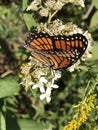 Viceroy Butterfly - Limenitis archippus on White Virginia Crownbeard Wildflower - Verbesina virginica Royalty Free Stock Photo
