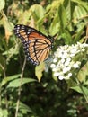 Viceroy Butterfly - Limenitis archippus on White Virginia Crownbeard Wildflower - Verbesina virginica Royalty Free Stock Photo