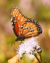 A Viceroy Butterfly, a Monarch Mimic Royalty Free Stock Photo
