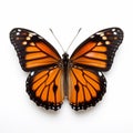 Viceroy Butterfly: Orderly Symmetry And Bold Chromaticity In Naturalistic Proportions