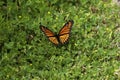 Viceroy Butterfly  802734 Royalty Free Stock Photo