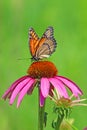 Viceroy butterfly on purple coneflower closeup