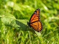 Viceroy butterfly on leaf in grass Royalty Free Stock Photo