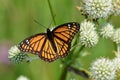 Viceroy butterfly sipping nectar from a rattlesnake master Royalty Free Stock Photo