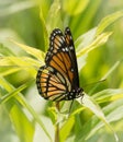 Viceroy Butterfly with Torn Wing Royalty Free Stock Photo