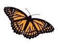 Viceroy Butterfly Vector Royalty Free Stock Photo