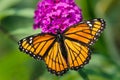 Viceroy Butterfly - Limenitis archippus