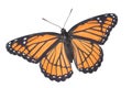 Viceroy butterfly on white Royalty Free Stock Photo