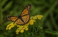 Viceroy Butterfly Royalty Free Stock Photo