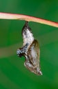 Viceroy chrysalis