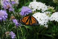 Viceroy Limenitis archippus Butterfly with Flowers