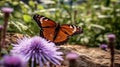 Viceroy butterfly in the garden