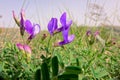 Vicia bungei Royalty Free Stock Photo