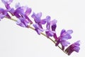 Vicia cracca flower on white background, close-up