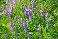Vicia cracca flowers Royalty Free Stock Photo