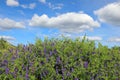 Vicia cracca. Landscape with Wild vetch summer day in Yamal