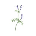 Vicia cracca plant. Tufted vetch flower. Botanical drawing of wild floral herb. Field blooming wildflower on stem with