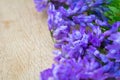 Vicia cracca or tufted vetch, bird or blue vetch and boreal vetch