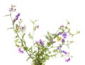 Vicia cracca tufted vetch, cow vetch, bird vetch, blue vetch, b