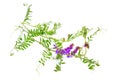 Vicia cracca tufted vetch, cow vetch, bird vetch, blue vetch, boreal vetch. Isolated Royalty Free Stock Photo