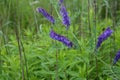 Vicia cracca, tufted vetch, cow vetch, bird vetch, blue vetch violet flowers in meadow selective focus macro